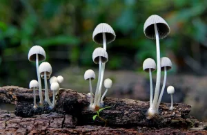 Un medicamento natural sería eficaz para tratar la adicción a la cocaína