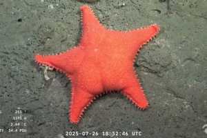 Después de "la estrella culona", científicos del Conicet vuelven a explorar el Mar Argentino: cuándo