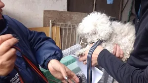 Agentes municipales rescataron a un caniche en estado de abandono y a la intemperie en el techo de una casa
