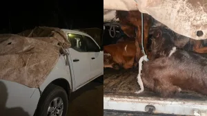 Control policial en la Ruta 11: trasladaba nueve terneros y no pudo acreditar su procedencia