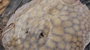Se pasó de la raya: una gigante del Paraná recorrió 170 kilómetros