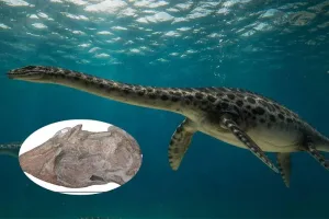 Hallan el cráneo casi completo de un reptil marino que habitó la Patagonia hace 66 millones de años