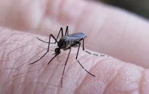 Fiebre chikungunya: se notificaron 160 nuevos casos