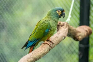 Buscan devolver a Argentina una especie que se extinguió del país hace décadas