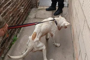 Agentes municipales rescataron a dos perros en distintos operativos: en uno de los casos el animal estaba extremadamente desnutrido