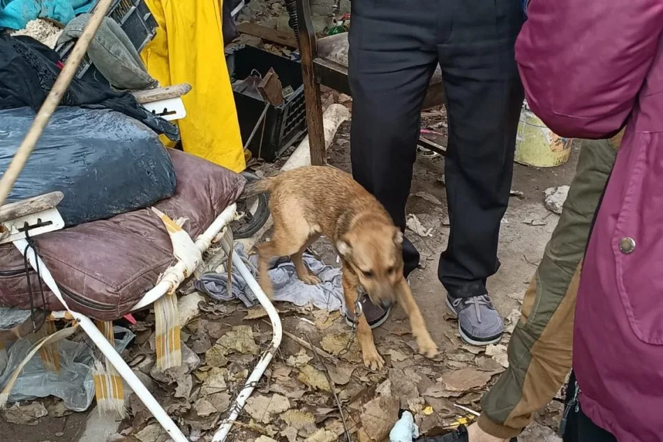 Agentes municipales rescataron a dos perros en distintos operativos: en uno de los casos el animal estaba extremadamente desnutrido