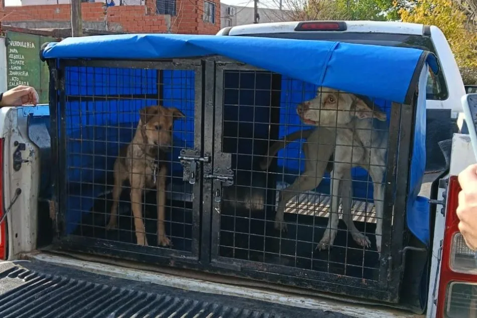 Agentes municipales rescataron a dos perros en distintos operativos: en uno de los casos el animal estaba extremadamente desnutrido