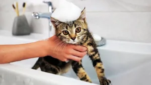 Bañando un Gato