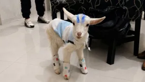 Marita, la cabra rescatada