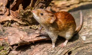 Hantavirus: confirmaron el primer caso en Santa Fe