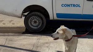 En lo que va del año la Municipalidad intervino en 740 casos de maltrato animal