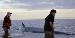 Murió la ballena que estuvo varada varios días en la costa de San Isidro