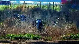 Tragedia vial de Casilda: dictaron cuatro meses de prisión preventiva para el joven imputado por la muerte de cuatro personas