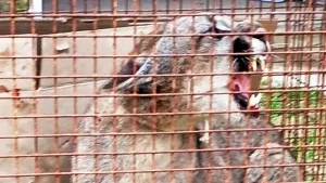 Rescataron un puma