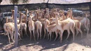 Sacó a “pasear” en auto a una llama luego del triunfo de Argentina y lo denunciaron por maltrato animal