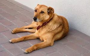 Día Mundial del Perro: una fecha para promover la adopción responsable