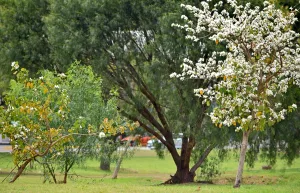 El tiempo en Rosario: ¿Llegan unos días de primavera desorientada?