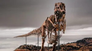 Subastaron a “Gus”, uno de los Tiranosaurios rex más grandes del mundo: a cuánto se vendió