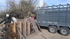 Ibarlucea: intervinieron un criadero de cerdos y retiraron todos los animales tras confirmarse casos de triquinosis