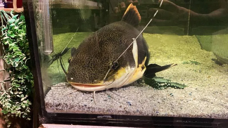 Un Pez gigante en el acuario