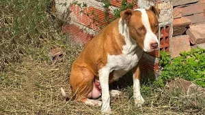 Perra pitbull con un tumor y una grave infección