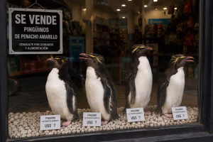 El insólito activo del ex Aquarium: cuatro pingüinos por US$ 40.000