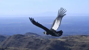 Con un microchip, el cóndor Cuyum volvió a volar en los cielos de San Luis