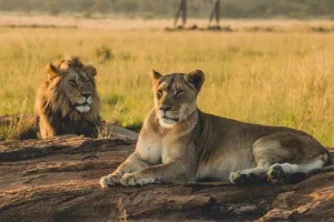 Día Mundial del León: 9 curiosidades del Rey de la Selva