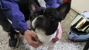 un bulldog francés