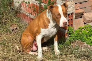 Rescatan en zona noroeste de Rosario una perra pitbull con un tumor y una grave infección