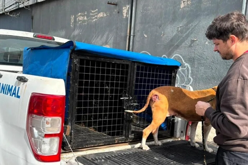 Rescatan en zona noroeste de Rosario una perra pitbull con un tumor y una grave infección