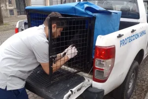 Agentes municipales rescataron una perrita de una vivienda en Tablada y ya le encontraron nuevo hogar