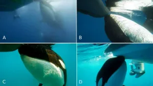ORCAS