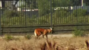Rescatan a un aguará guazú en Rosario y activan el protocolo de protección de especies amenazadas