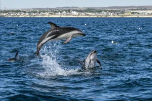 Puerto Madryn se prepara para la temporada de "fauna total": Ballenas, pingüinos, orcas, lobos y elefantes marinas en un mismo viaje 