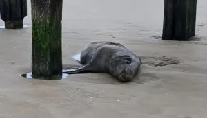 Conmoción en Santa Teresita: mataron de un tiro a un lobo marino e investigan la pista de los pescadores