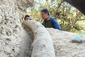 Hallan el colmillo más largo de un mastodonte de 500 mil años en San Pedro: cuánto mide