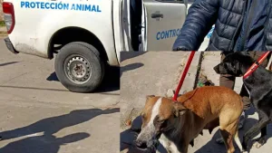 El municipio rescató a 13 perros