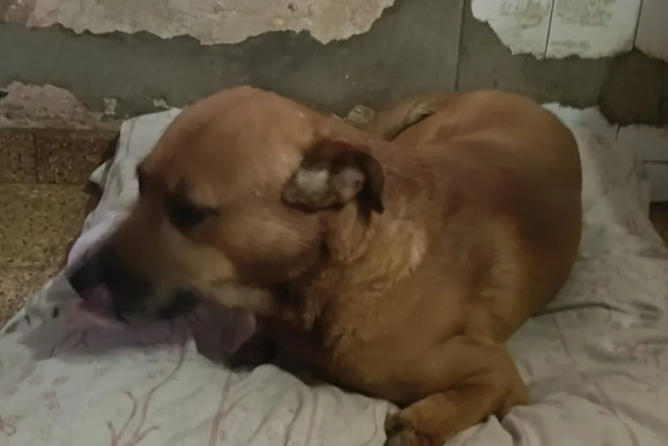 Rescatan a perro que una persona tenía en la terraza con sus dos patas delanteras amputadas