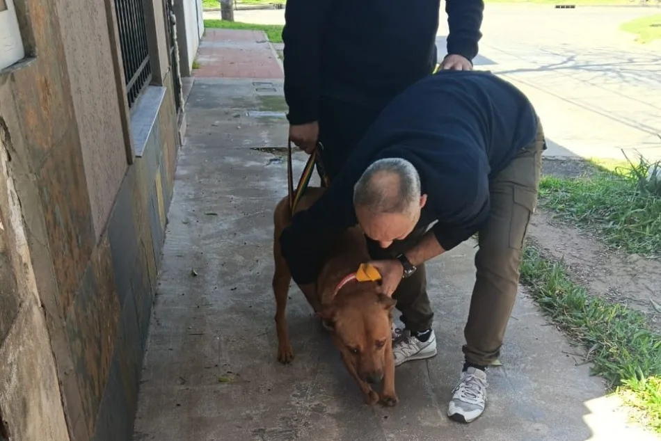 Rescatan a perro que una persona tenía en la terraza con sus dos patas delanteras amputadas