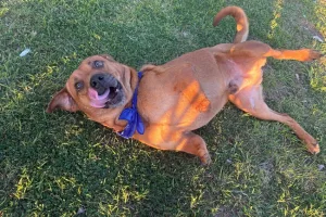 Rescatan a perro que una persona tenía en la terraza con sus dos patas delanteras amputadas