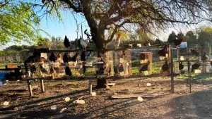 Rescataron más de 60 aves