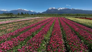 Turismo estacional: los fenómenos naturales de primavera que invitan a descubrir destinos en su mejor versión