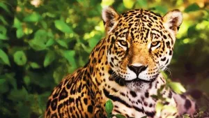 el yaguareté