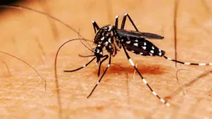 Mosquito del Dengue