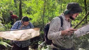 Descubrieron cuatro especies nuevas de arañas en Argentina