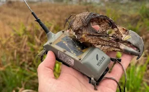Cazadores furtivos mataron a la única águila coronada que quedaba con seguimiento satelital de Santa Fe