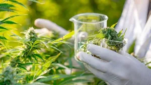 La UNR será sede del 1° Congreso Internacional y 4° Congreso Argentino de Cannabis y Salud