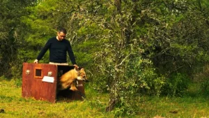 Liberan y devuelven a su hábitat natural el aguará guazú rescatado en el oeste de Rosario