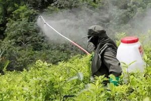 Glifosato hasta en el mate: regresión ambiental en el país de la desigualdad